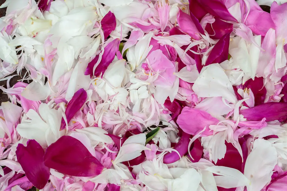 Making More Peony Petals